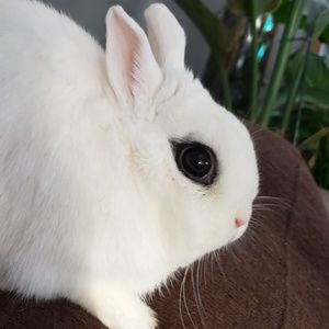 Meet your Posher, Spirit